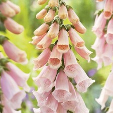 Digitalis purpurea albicocca usato  Trappeto