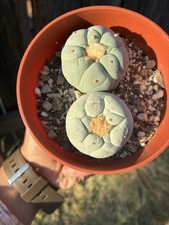 Beautiful rare cactus for sale  Sherman Oaks