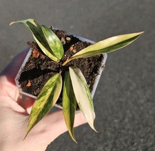 Philodendron caramel marble for sale  Puyallup
