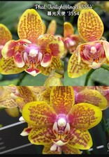 Mega deal phalaenopsis for sale  SHREWSBURY