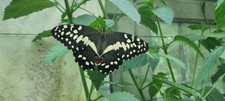 Citrus swallowtail butterfly for sale  WOKING