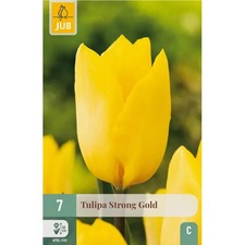 Bulbi tulipano giallo usato  Grottaferrata