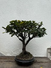 Bonsai cydonia melo usato  Olgiate Olona