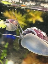 Purple mystery snails for sale  Nevada