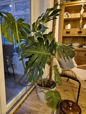 Large monstera deliciosa for sale Large monstera deliciosa for sale  LETCHWORTH GARDEN CITY