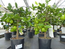 lime gebraucht kaufen lime gebraucht kaufen Goch