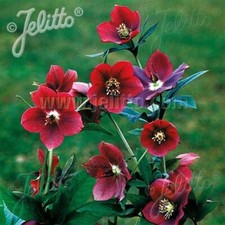 Hellebore single red for sale  SALTASH