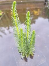 Mares tail hippuris for sale  LOUTH