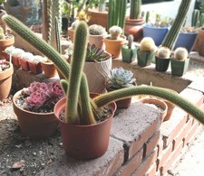 Cleistocactus hildewinteria go for sale  La Mirada