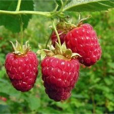 100 sementes de framboesa vermelha Rubus idaeus semente de frutas orgânicas comprar usado  Enviando para Brazil