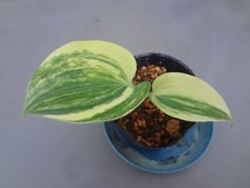 Hosta longipes chichibu d'occasion  Expédié en Belgium