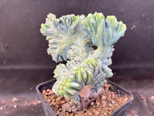 Myrtillocactus geometrizans cv usato  Massafra