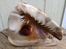 Conch shell seashell for sale  Winthrop