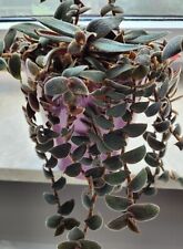 Tradescantia cyanotis kewensis gebraucht kaufen  München