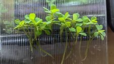 Quality dwarf water for sale  STOKE-ON-TRENT