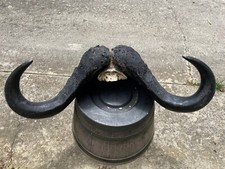 Awesome cape buffalo for sale  Signal Mountain