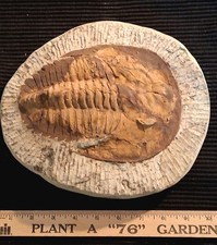 Large authentic trilobite for sale  Julian