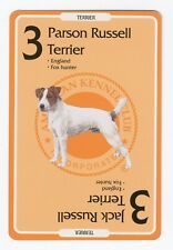 Parson jack russell for sale  COLEFORD