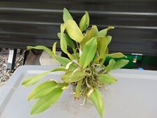 Tag cattleya hybrid for sale  Arcadia