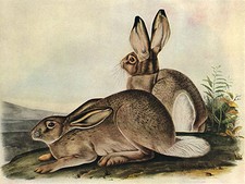 John audubon white for sale  Cambria