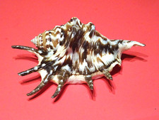 Lambis lambis strombidae gebraucht kaufen  Radeberg, Wachau