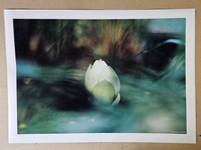 Poster lotusblüte blüte gebraucht kaufen  Freiburg im Breisgau