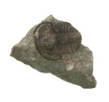Devon cyphaspis ceratophthalmu gebraucht kaufen  Erlangen