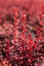 Berberis thunbergii ruby gebraucht kaufen  Westerstede
