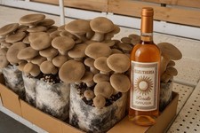 Ballette funghi cardoncelli usato  Tolve