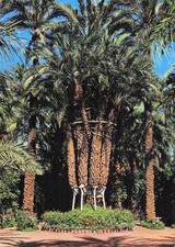 Espagne elche huerto d'occasion  France