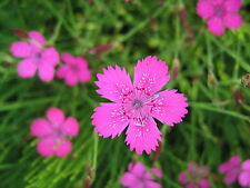 Dianthus deltoides heide gebraucht kaufen  Bad Kissingen