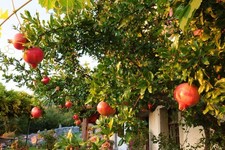 Granatapfel schnellwüchsige e gebraucht kaufen  Kaiserslautern