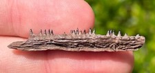 Nice fossil alligator for sale  Coppell