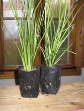 Vetiver piante. piante usato  Pisticci