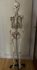 Anatomical medical display for sale  WESTCLIFF-ON-SEA