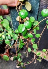 Peperomia pepperspot unusual for sale  FAREHAM