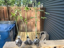 Live black raspberry for sale  Chesterton