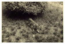 Inde thiruvananthapuram tigre d'occasion  Pagny-sur-Moselle