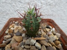 Euphorbia stellaespina shown for sale  PLYMOUTH