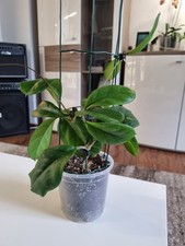Hoya viola gebraucht kaufen  Garrel