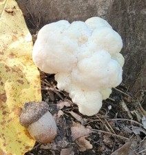 Lion mane klondike for sale  Saint Peters