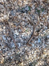Palchi cervo usato  Scanno