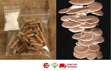 Summer oyster mushroom for sale  BROCKENHURST