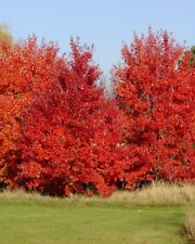 Acer rubrum october for sale  Walterboro