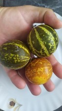 Melone Tiger, Tigre, Raro Rare, Mini, Semi Seeds comprar usado  Enviando para Brazil