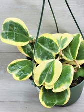 Variegated hoya kerrii for sale  Reseda