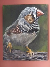 Zebra finch original for sale  Plainville