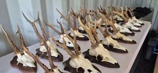 Reh bock rehbock gebraucht kaufen  Mechernich
