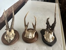 Animal antlers mounted for sale  GUILDFORD
