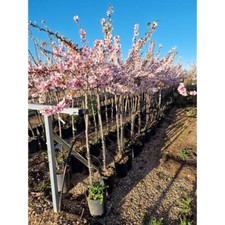 Mandelbaum prunus dulcis gebraucht kaufen  Wurzen